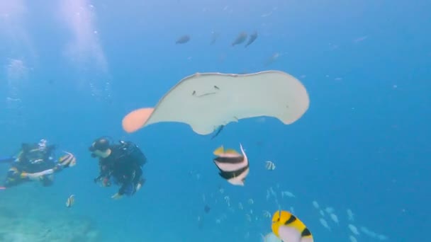带着潜水员在热带珊瑚礁附近的海底游动的粉色乌贼鱼 — 图库视频影像
