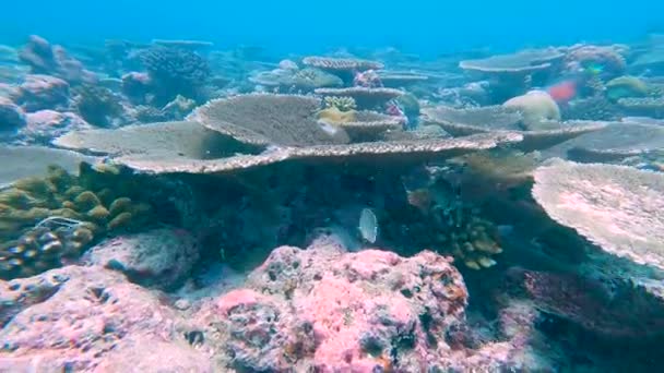用针叶树硬桌子珊瑚凝视热带珊瑚礁景观 — 图库视频影像