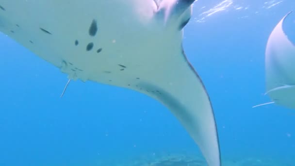 Shoal Reef Manta Rays Mobula Alfredi Nadando Bajo Agua Largo — Vídeos de Stock