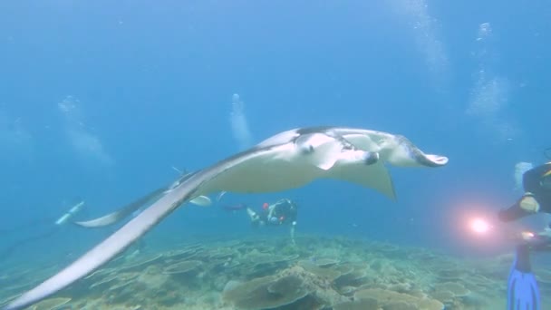 Shoal Reef Manta Rays Mobula Alfredi Swimming Underwater Tropical Coral — Vídeos de Stock