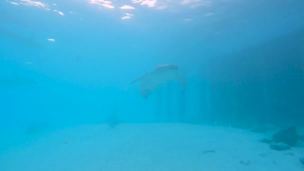 黄褐色哺乳鲨的鱼群在阳光背景下在蓝水中游动 — 图库视频影像