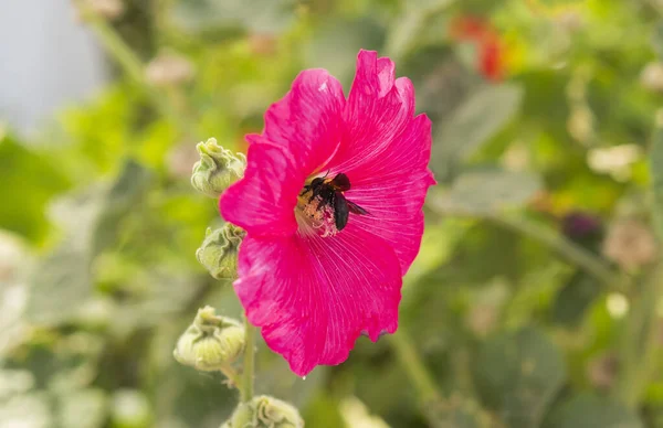 Close Detail Purple Hollyhocks Alcea Rosea Flower Petals Stigma Garden — ストック写真