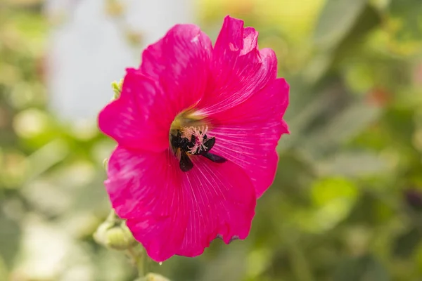 Close Detail Purple Hollyhocks Alcea Rosea Flower Petals Stigma Garden — Fotografia de Stock