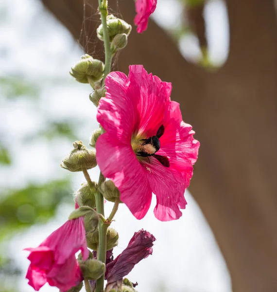 Close Detail Purple Hollyhocks Alcea Rosea Flower Petals Stigma Garden — Stockfoto