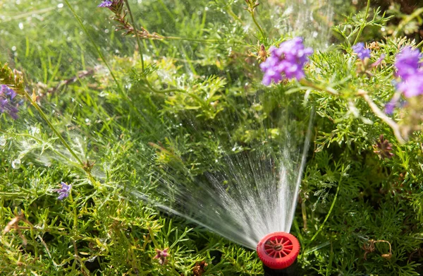 Closeup Detail Garden Sprinkler Water Spray Outdoor Garden Flowers — Stock Photo, Image