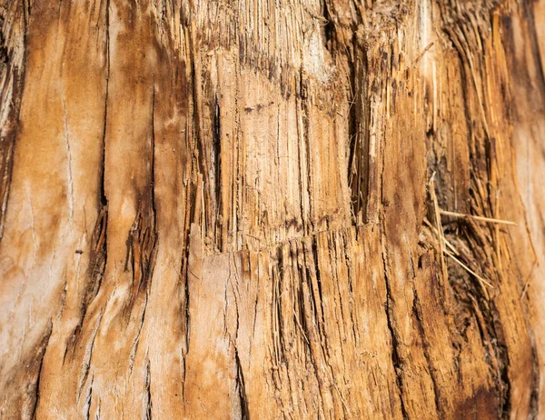 Closeup Detail Bark Tree Trunk Abstract Background Wallpaper Texture — Stock Photo, Image