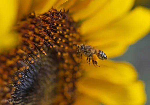 Close Detail Yellow Sunflower Hellanthus Annuus Honey Bee Apis Flight — Foto de Stock