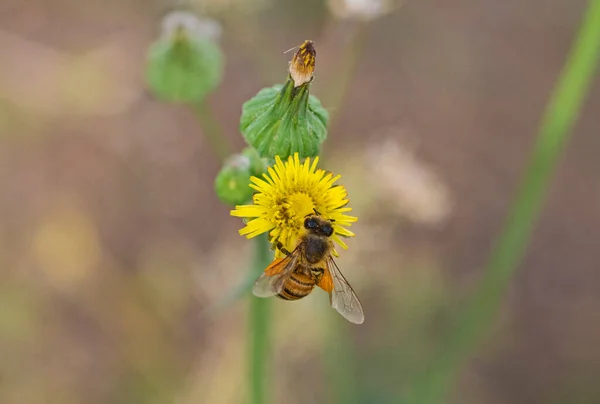 Close Detail Yellow Daisy Flower Honey Bee Apis Collecting Pollen — Stockfoto