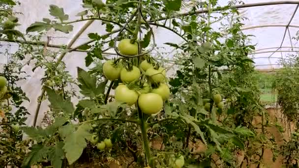 Rows Tomato Plants Growing Indoors Polythene Greenhouse Tunnel Agriculture Farming — kuvapankkivideo