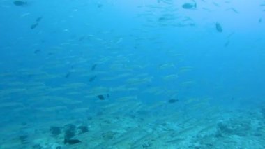 Shoal of yellowtail barracuda fish Sphyraena flavicauda swimming in open water
