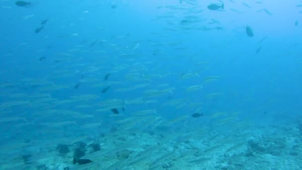 Shoal Yellowtail Barracuda Fish Sphyraena Flavicauda Swimming Open Water — Vídeos de Stock