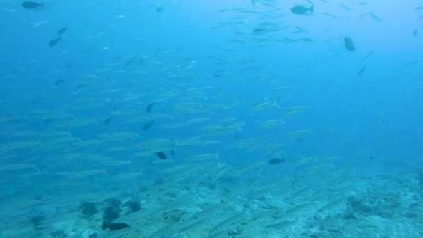 Shoal Yellowtail Barracuda Fish Sphyraena Flavicauda Swimming Open Water — Αρχείο Βίντεο