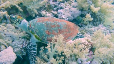 Hawksbill turtle Eretmochelys imbricata resting on wall of tropical coral reef and being cleaned by a sailfin tang fish