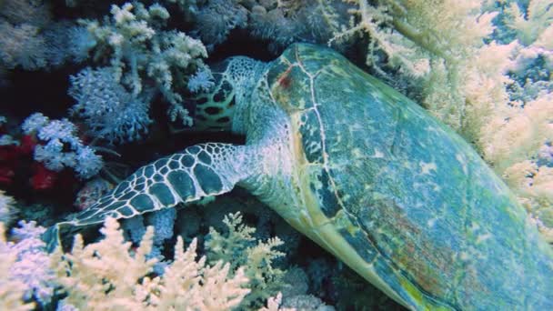 Hawksbill Turtle Eretmochelys Imbricata Resting Wall Tropical Coral Reef — Vídeo de Stock
