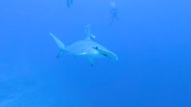 Scalloped hammerhead shark Sphyrna lewini swimming underwater along tropical coral reef with scuba divers