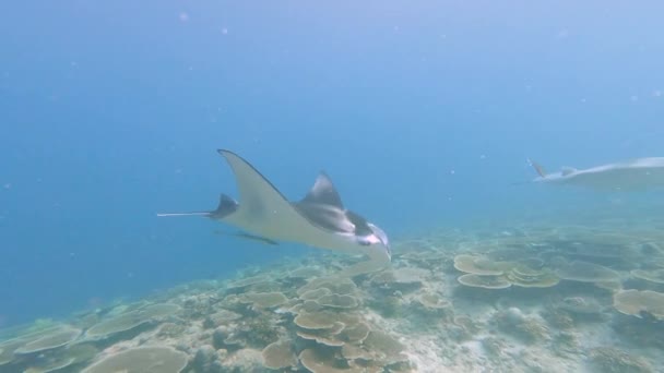 Shoal Reef Manta Rays Mobula Alfredi Swimming Underwater Tropical Coral — Vídeos de Stock