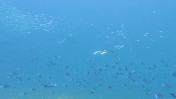 Shoal Reef Manta Rays Mobula Alfredi Swimming Underwater Tropical Coral — Vídeo de Stock