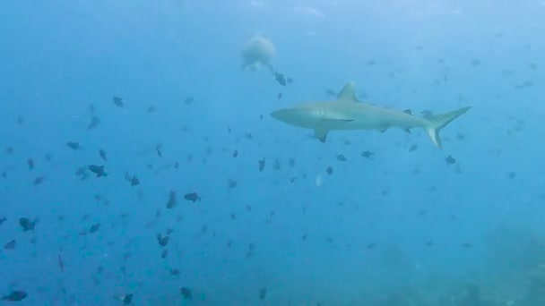 Tiburón Arrecife Gris Carcharhinus Amblyrhynchos Nadando Bajo Agua Largo Del — Vídeos de Stock