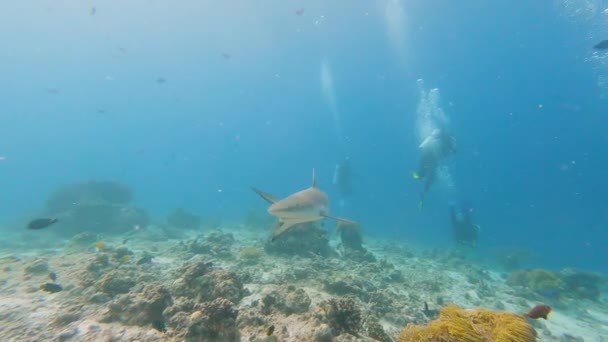 Grey Reef Shark Carcharhinus Amblyrhynchos Swimming Underwater Tropical Coral Reef — Vídeo de Stock