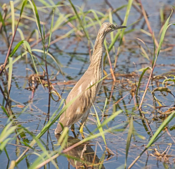 Squacco Heron Ardeola Ralloides Stod Kanten Flodbanken Våtmarker Gräs Vass — Stockfoto