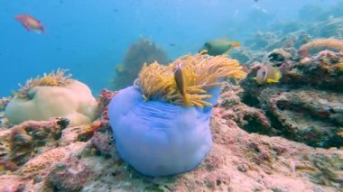 Maldive anemonefish (Amphiprion nigripes) and blue sea anemone underwater in the Indian Ocean on tropical coral reef