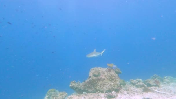 在热带珊瑚礁的水下游动的灰礁鲨 Carcharhinus Amblyrhynchos — 图库视频影像