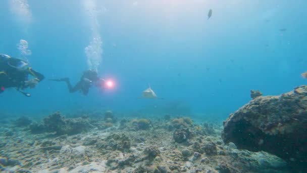 Серая Рифовая Акула Carcharhinus Amblyrhynchos Плавает Водой Вдоль Тропического Кораллового — стоковое видео