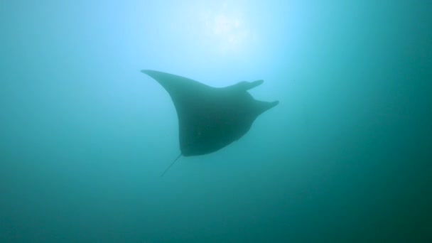 Reef Manta Ray Mobula Alfredi Swimming Underwater Blue Tropical Sea — Wideo stockowe