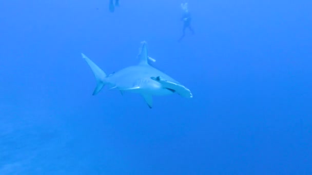 Scalloped Hammerhead Shark Sphyrna Lewini Swimming Underwater Tropical Coral Reef — 图库视频影像