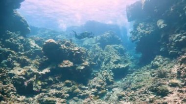 Scuba dalgıcı, Kızıl Deniz 'deki sert mercanlarla tropikal mercan resiflerinin üzerinde yüzüyor.