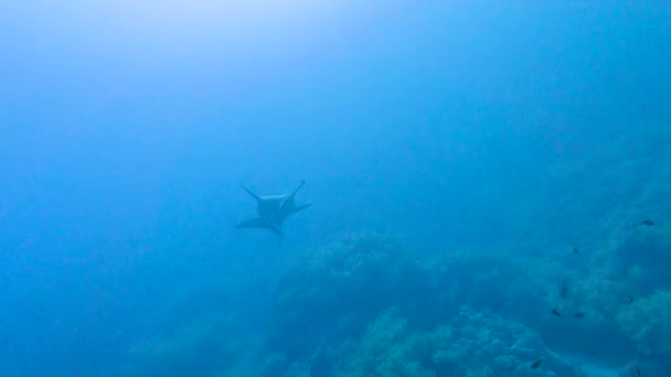 鲨鱼Sphyrna Lewini沿着热带珊瑚礁在水下游动 — 图库视频影像