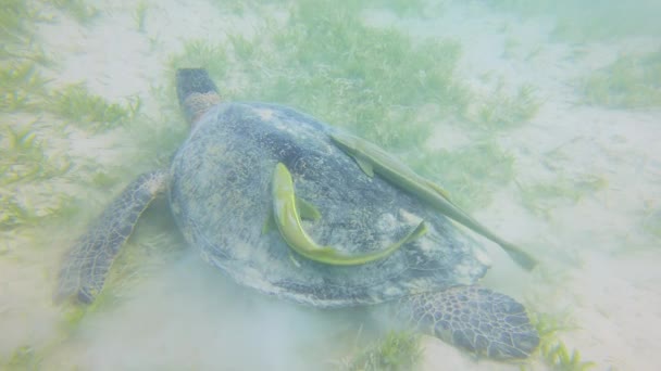 Large Green Sea Turtle Chelonia Mydas Feeding Sea Grass Sandy — Stock Video