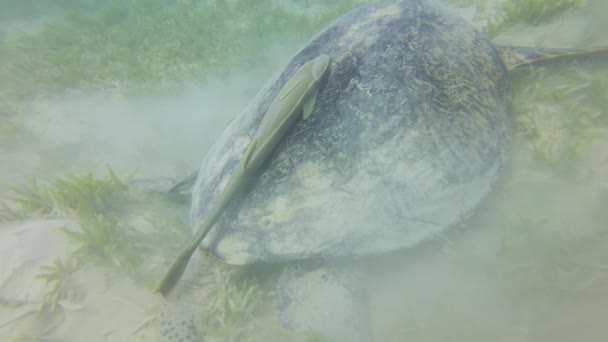 Grande Tartaruga Marinha Verde Chelonia Mydas Alimentando Grama Marinha Longo — Vídeo de Stock