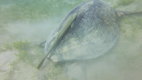 Duży Zielony Żółw Morski Chelonia Mydas Żywiący Się Trawą Morską — Wideo stockowe