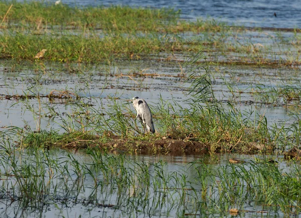 Czapla Szara Ardea Cinerea Stała Skraju Bagien Brzegowych Trawiastych Trzcinach — Zdjęcie stockowe