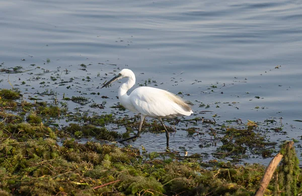 Great Egret Ardea Alba Promenader Kanten Flodbanken Våtmarker Gräs Vass — Stockfoto