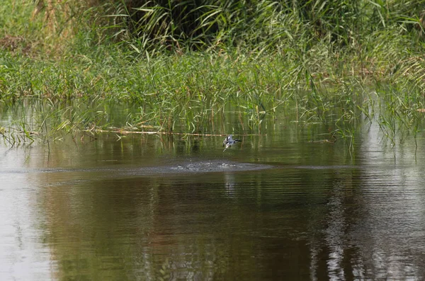 Pied Kingfisher Ceryle Rudis Locie Nad Rzeką Polowanie Ryby — Zdjęcie stockowe