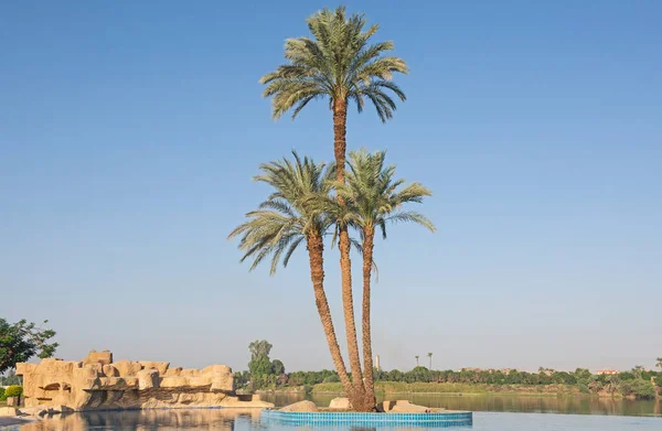 Grand Palmier Dattier Phénix Dactylifera Sur Île Dans Piscine Débordement — Photo