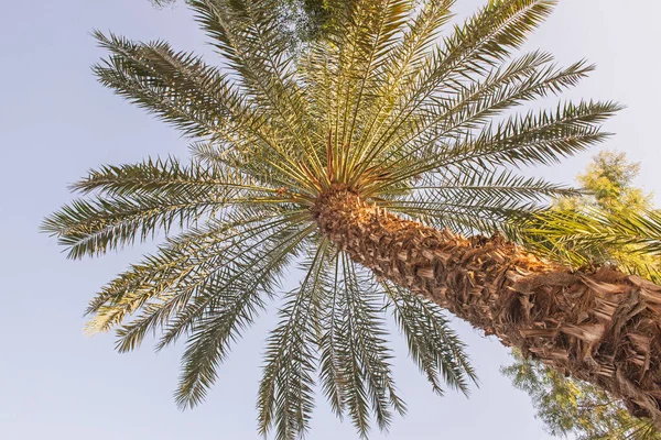 Vista Abstracta Palmera Datilera Grande Alta Phoenix Dactylifera Con Tronco — Foto de Stock