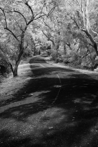 美しい公園内の黒と白の曲線道路 — ストック写真