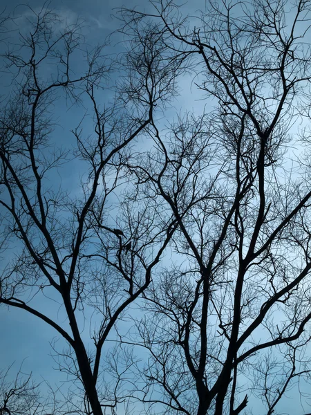Silhueta completa Árvore seca — Fotografia de Stock