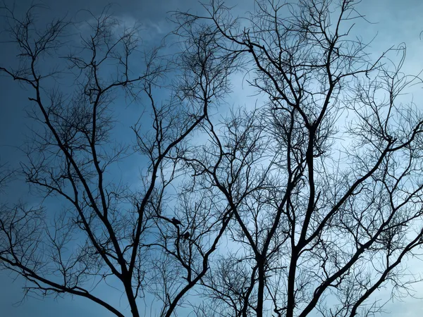 Silhueta completa Árvore seca Horizontal — Fotografia de Stock