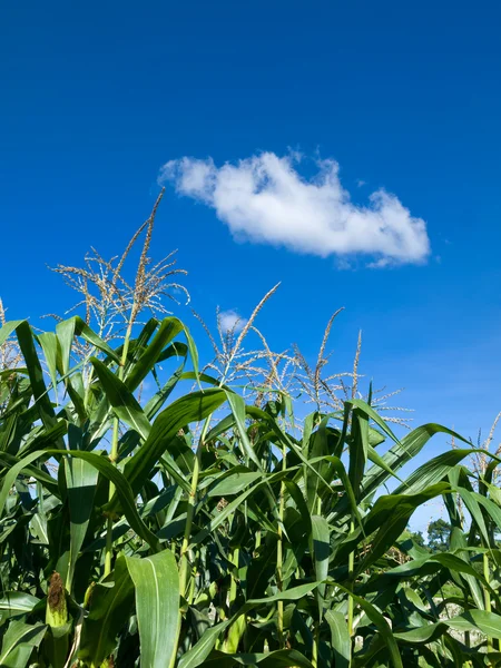 Kukurydzy z kolby rośnie — Zdjęcie stockowe