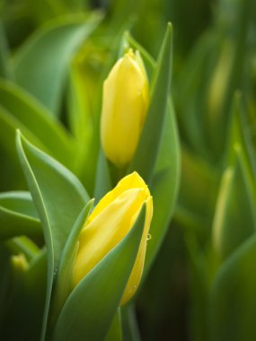 hafif iki Sarı Lale