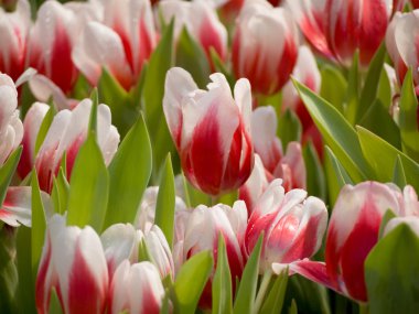 beyaz ve kırmızı lale