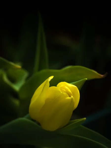 Mild yellow tulip — Stock Photo, Image