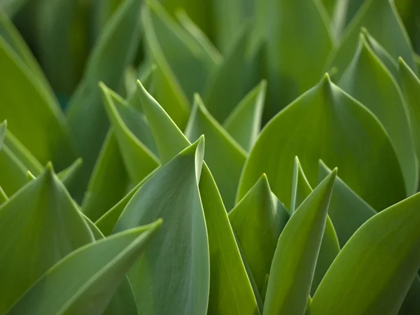 Muitos Jovem tiro de tulipa — Fotografia de Stock
