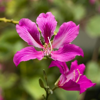 pembe bauhinia