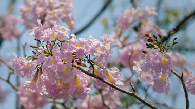 pembe trompet çiçek mavi gökyüzü arka plan