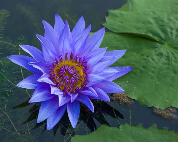 Mavi lotus yaprakları ve mor polen — Stok fotoğraf